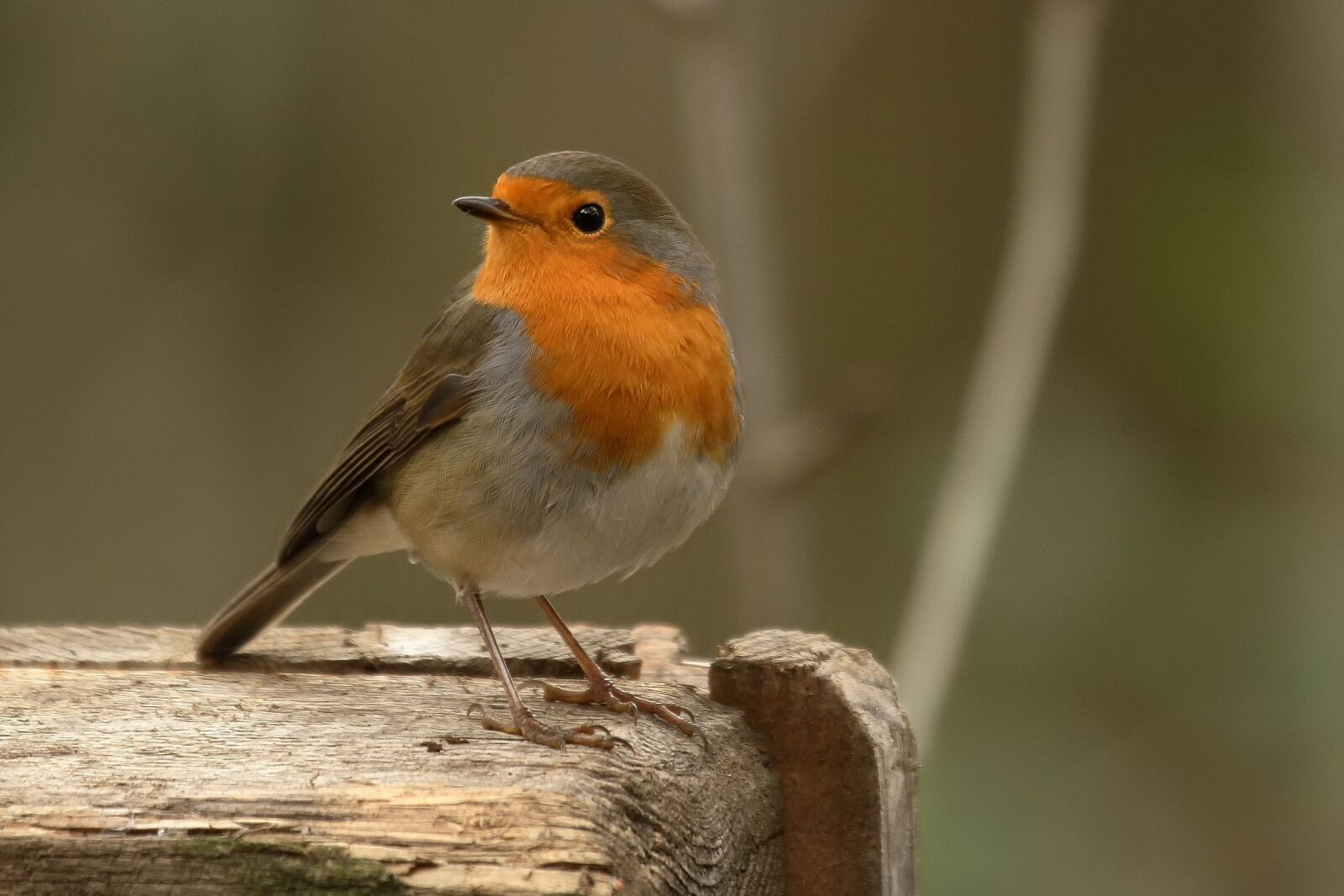Canon EOS 7D sample photo. Robin, erithacus rubecula, bird photography