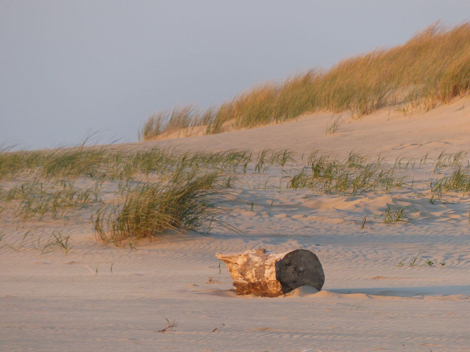 Panasonic Lumix DMC-FZ200 sample photo. Beach, sand, tree trunk photography