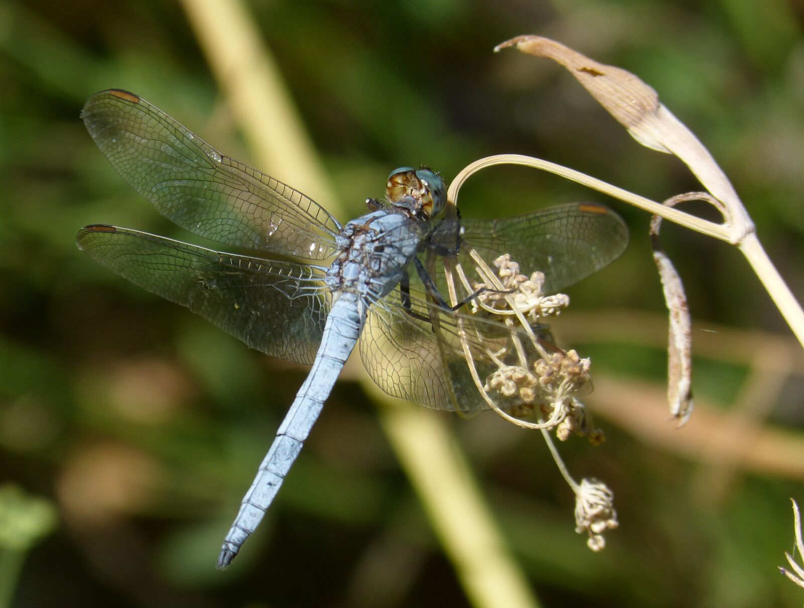 Panasonic DMC-FZ62 sample photo. Dragonfly, blue dragonfly, insect photography