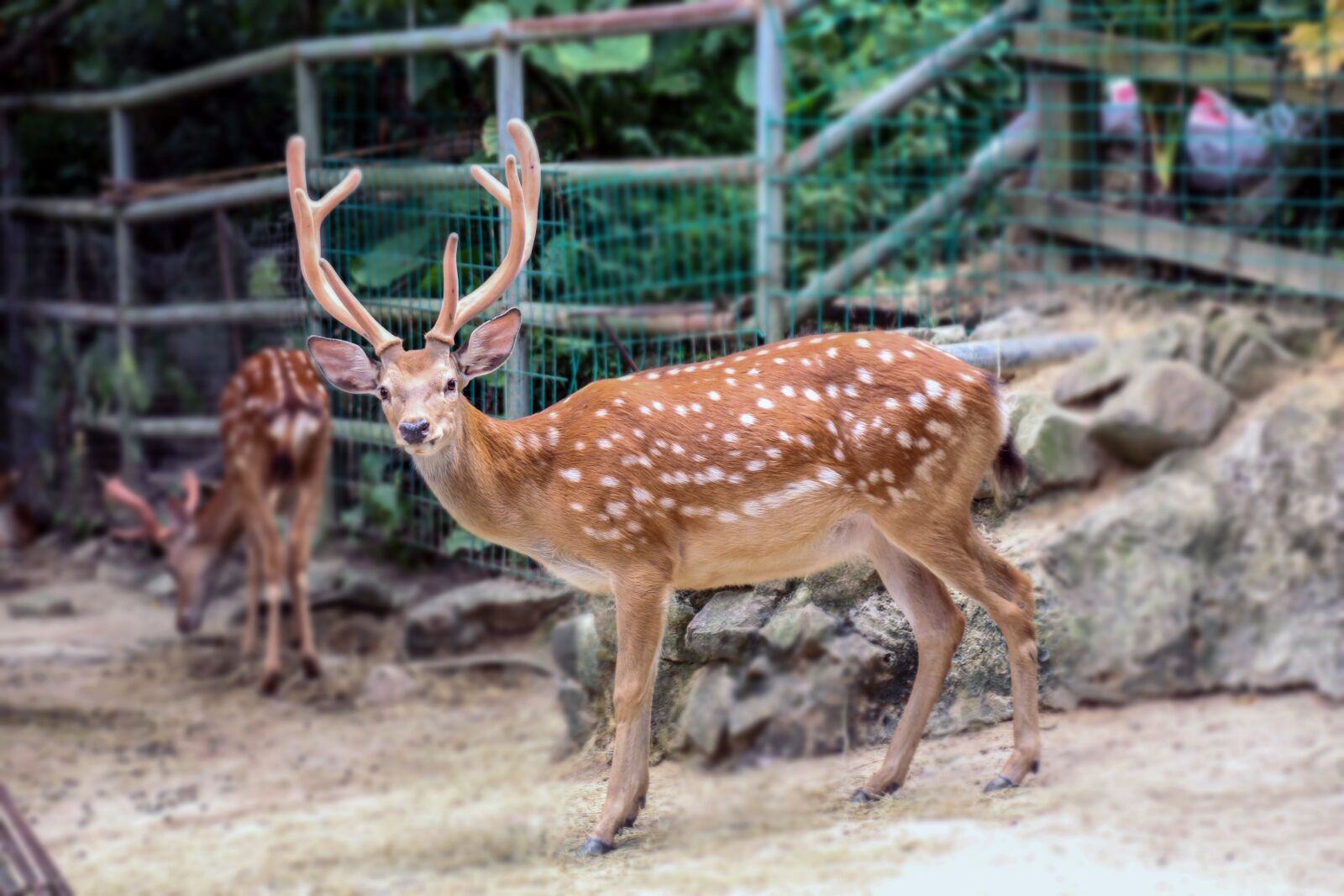 Canon EF 24-105mm F4L IS USM sample photo. Deer, zoo, expression photography