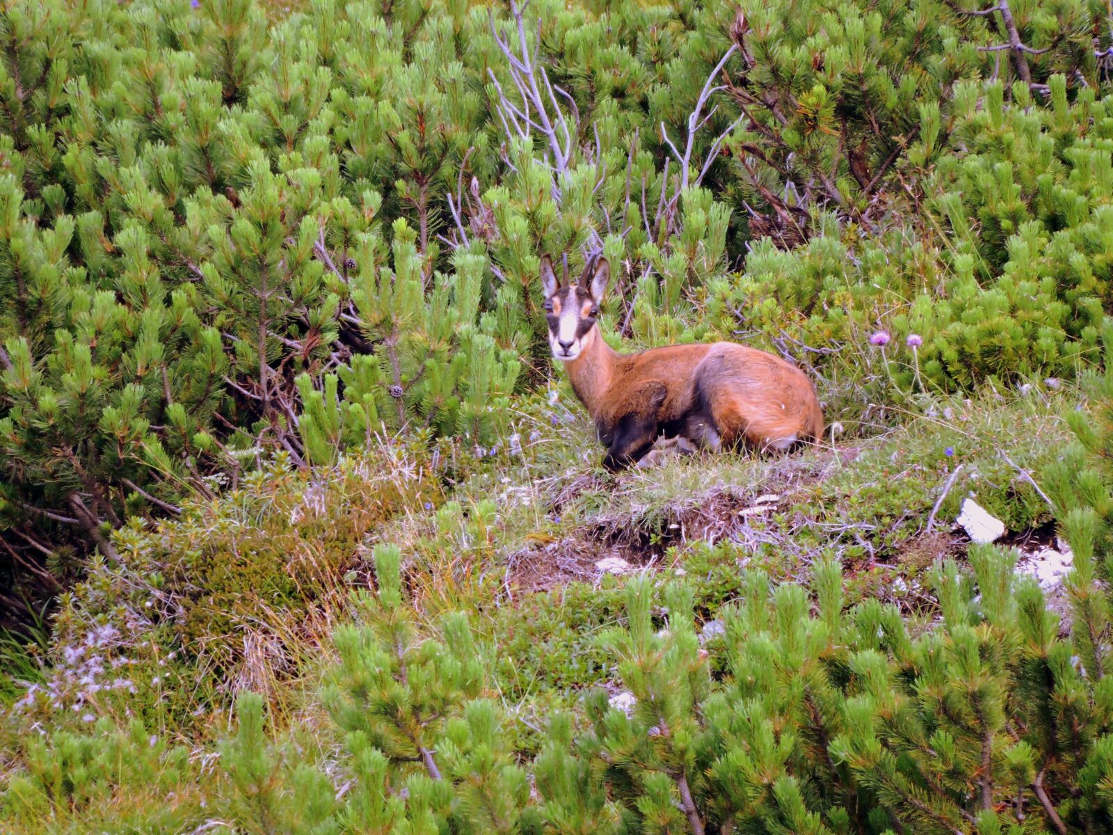 Nikon Coolpix P600 sample photo. Chamois, mountain, nature photography