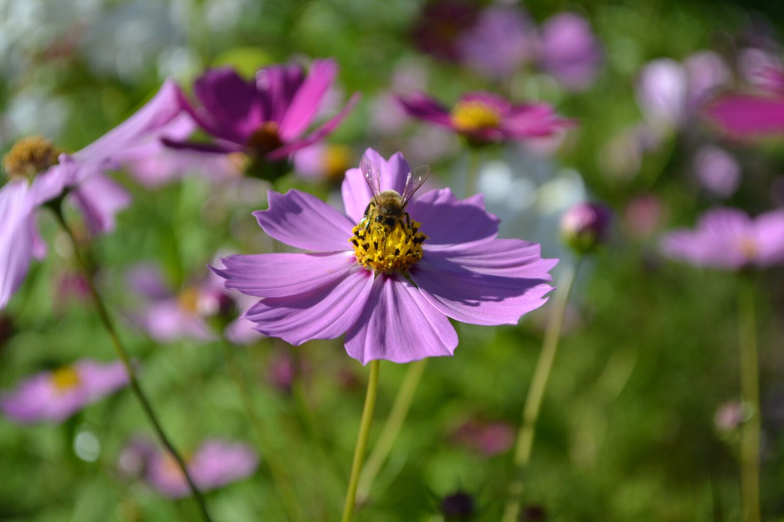 Nikon D3100 sample photo. Bee, bloom, blossom photography