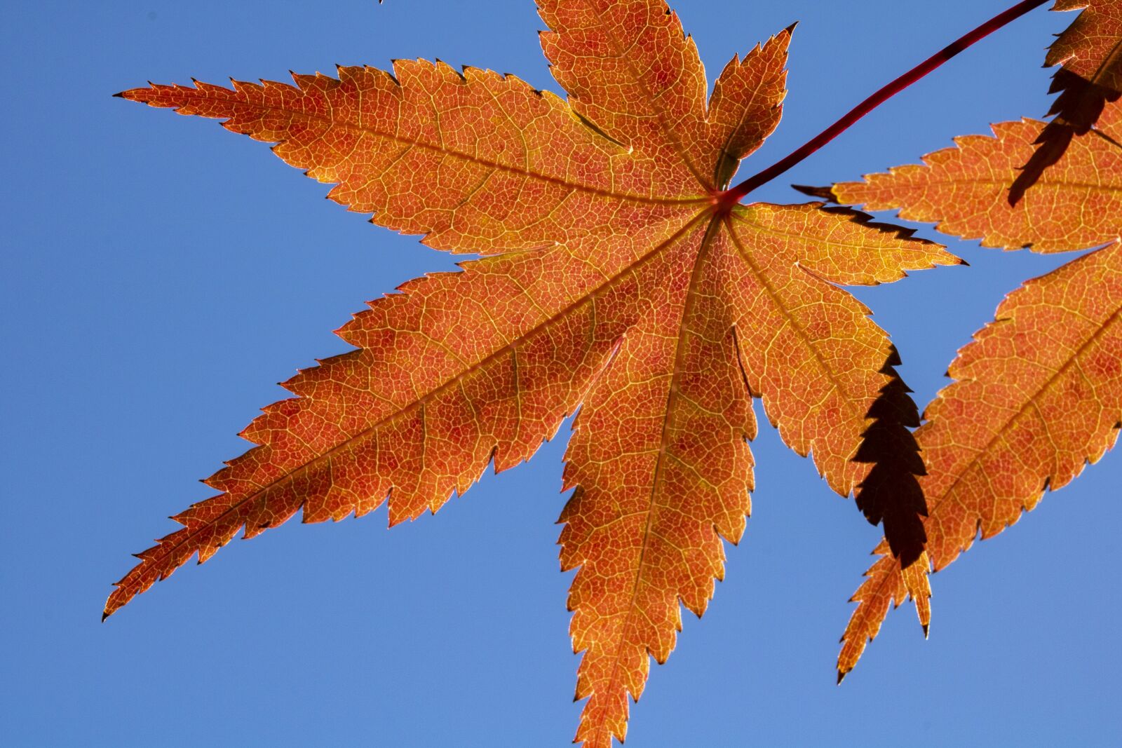 Canon EOS 750D (EOS Rebel T6i / EOS Kiss X8i) sample photo. Autumn leaves, autumn, maple photography