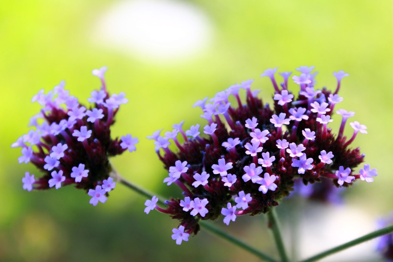 Canon EOS 1200D (EOS Rebel T5 / EOS Kiss X70 / EOS Hi) sample photo. Flower, purple, close up photography