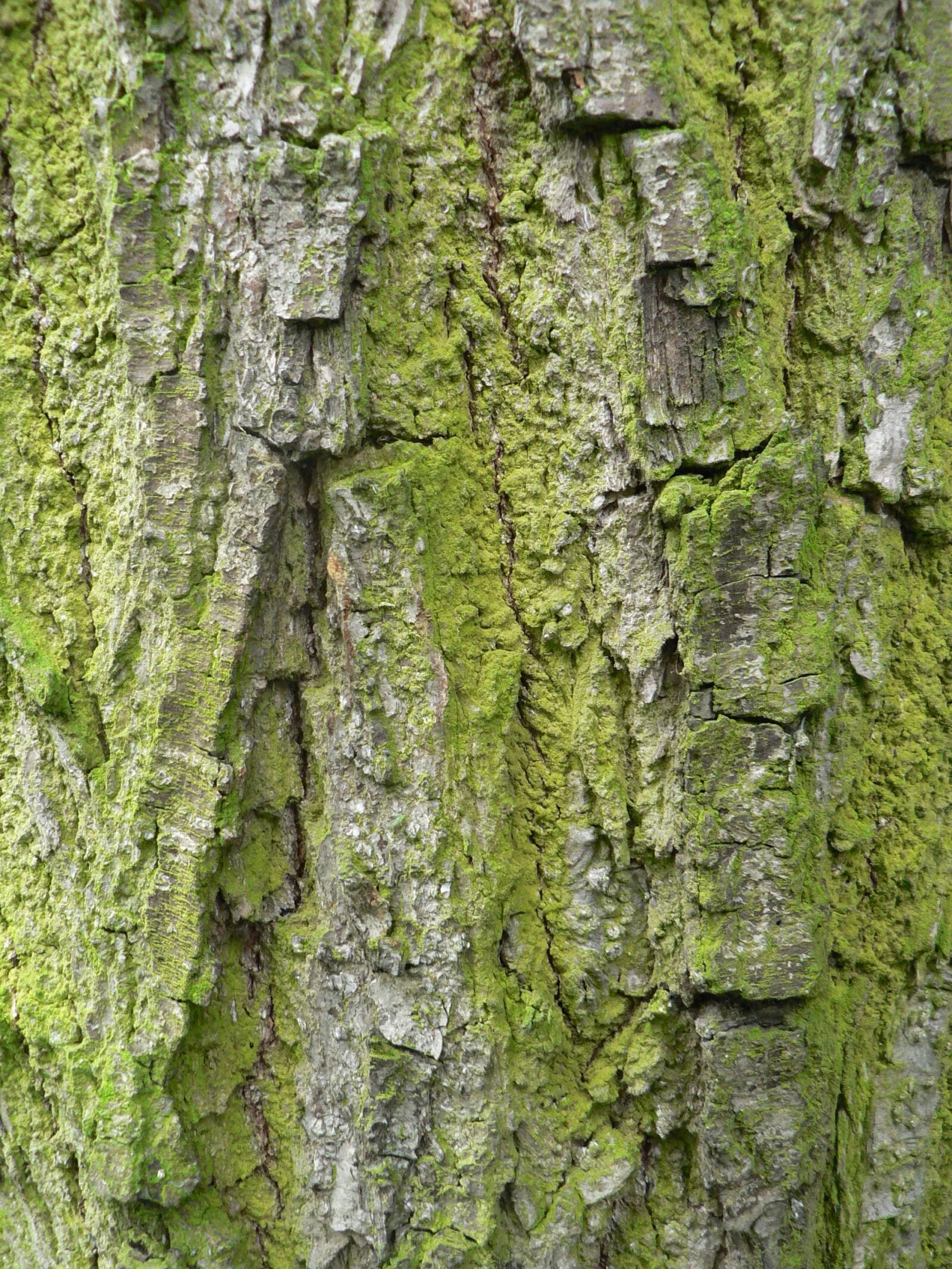 Panasonic DMC-FZ5 sample photo. The bark, tree, moss photography
