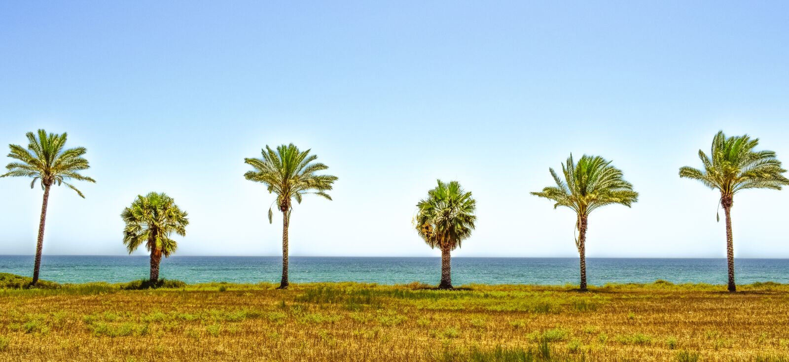 Nikon D3300 sample photo. Palm trees, landscape, sea photography
