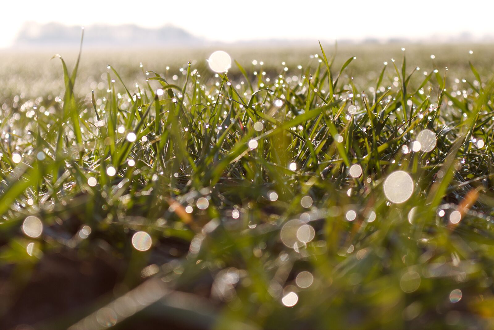 Canon EOS 70D + Canon EF-S 18-55mm F3.5-5.6 IS STM sample photo. Morgentau, dew, dewdrop photography