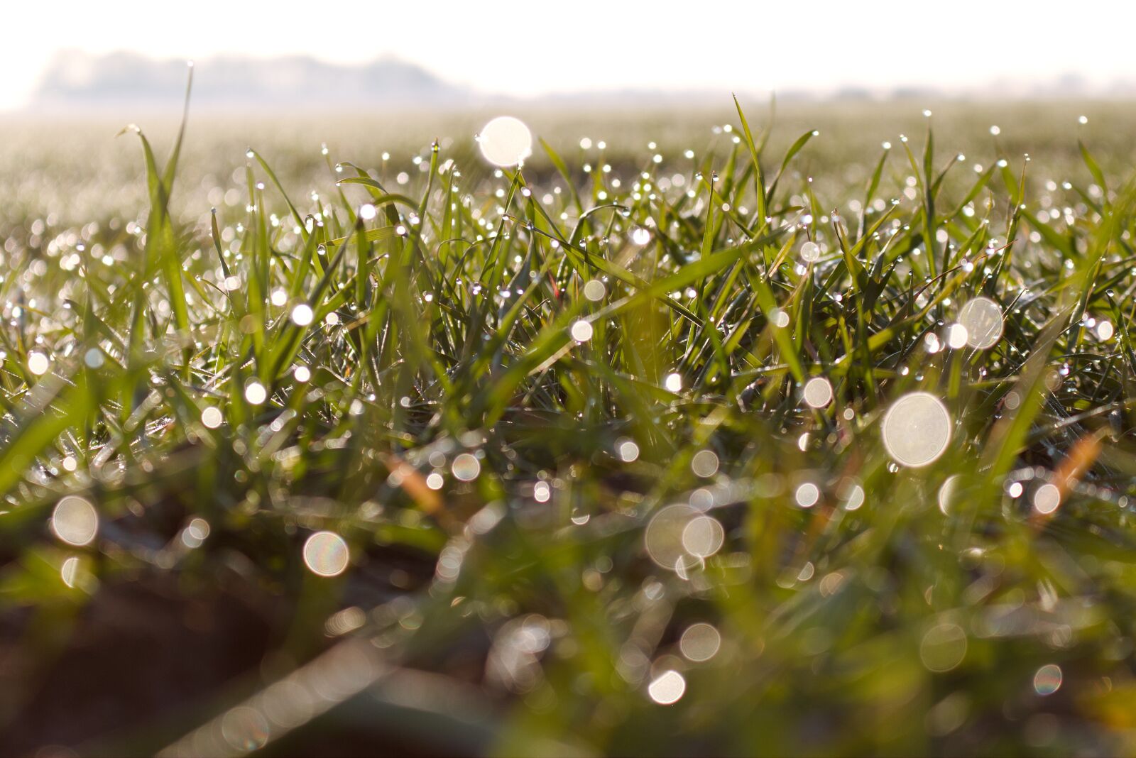 Canon EOS 70D sample photo. Morgentau, dew, dewdrop photography