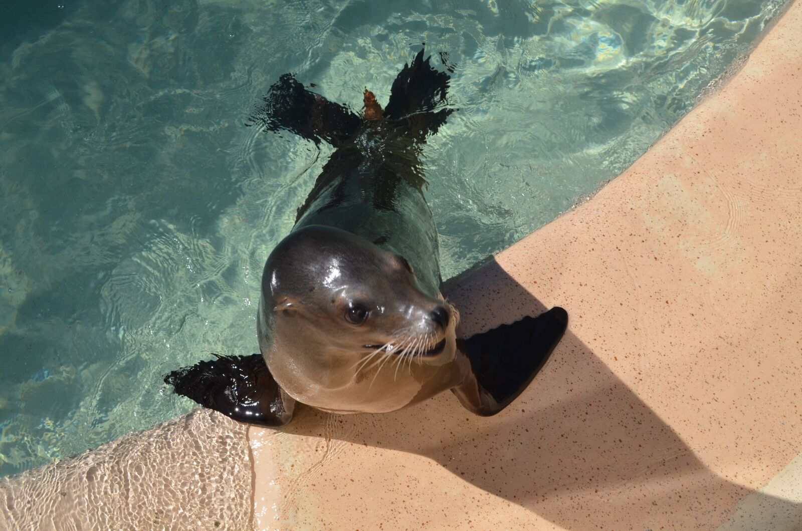 Nikon D7000 sample photo. Seal, zoo, sea world photography