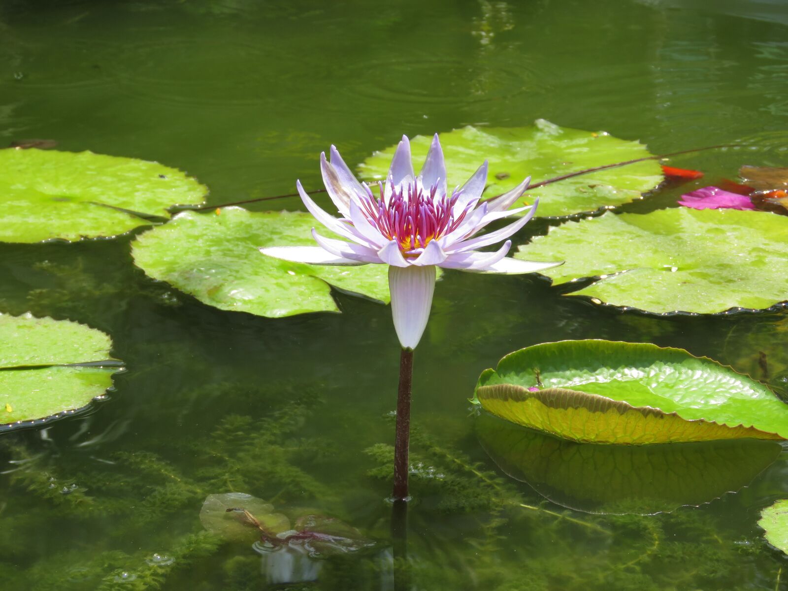 Canon PowerShot SX60 HS sample photo. Pool, lotus, leaf photography