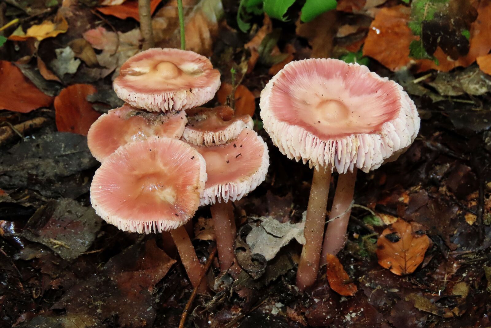 Canon PowerShot SX70 HS sample photo. Fungi, forrest, nature photography