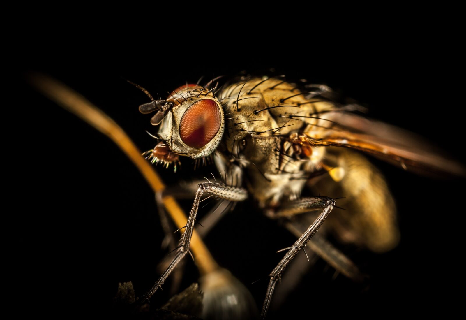 Canon MP-E 65mm F2.5 1-5x Macro Photo sample photo. Insect, pest, fly photography