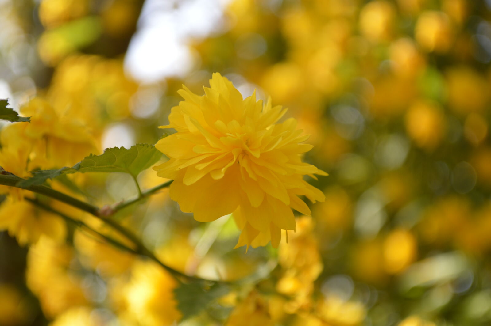 Nikon D3200 sample photo. Summer, yellow, flower photography