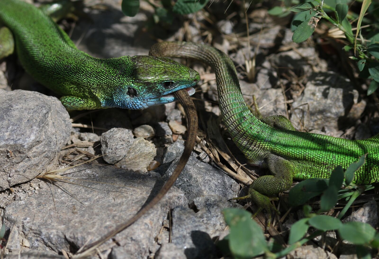 Canon EF-S 60mm F2.8 Macro USM sample photo. The lizard, green, struggle photography