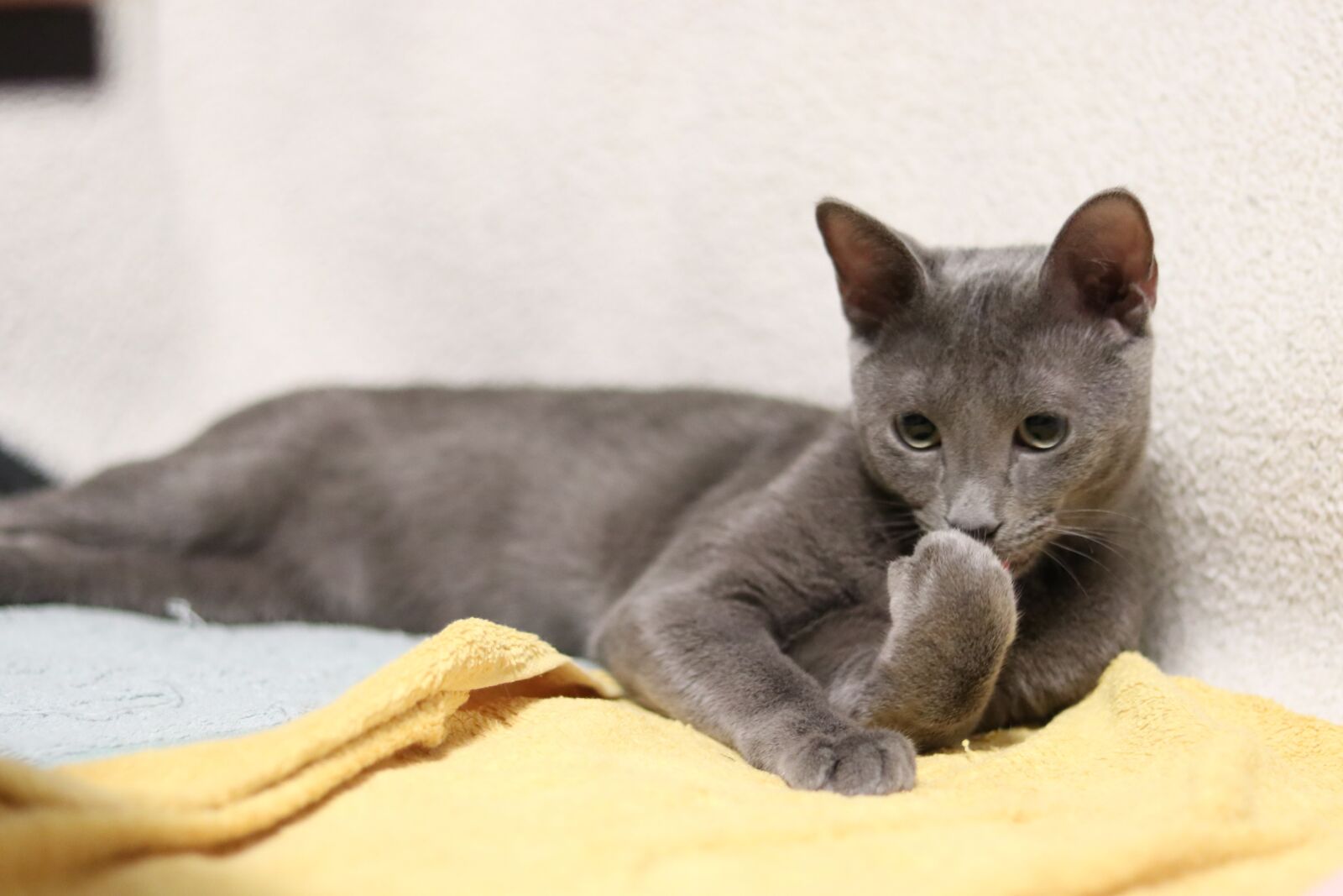 Canon EOS 80D sample photo. Cat, russian blue, kitty photography