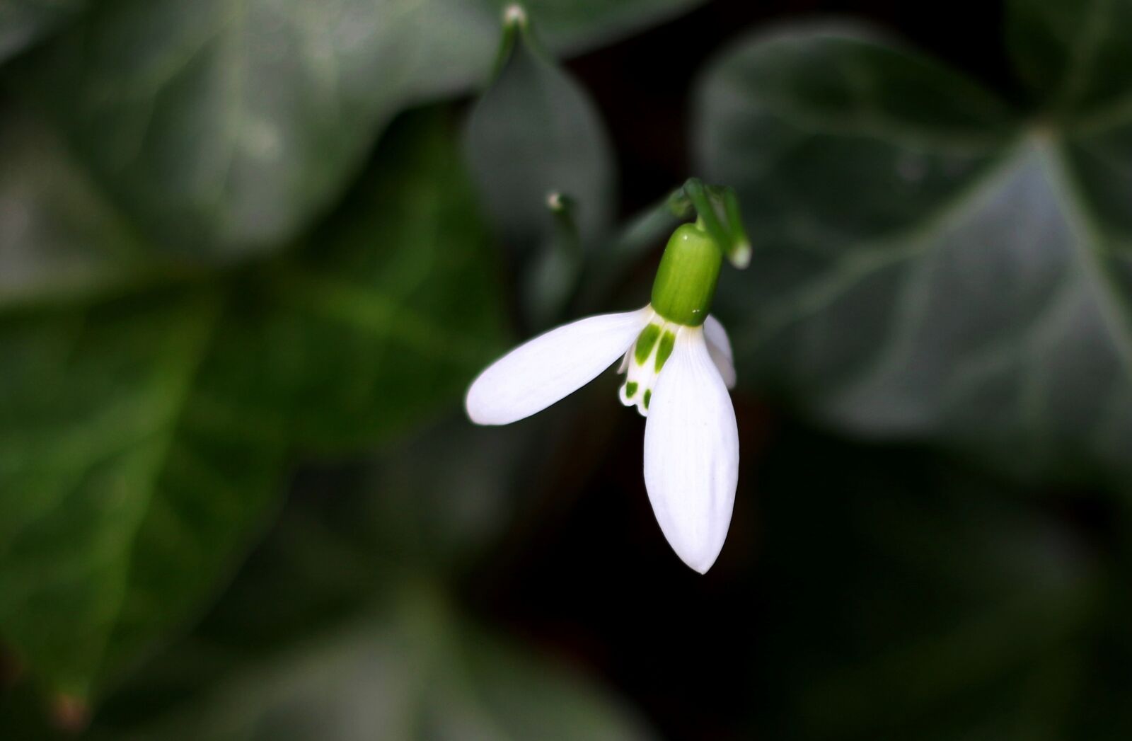 Canon EOS 7D Mark II sample photo. Snowdrop, galanthus, white photography