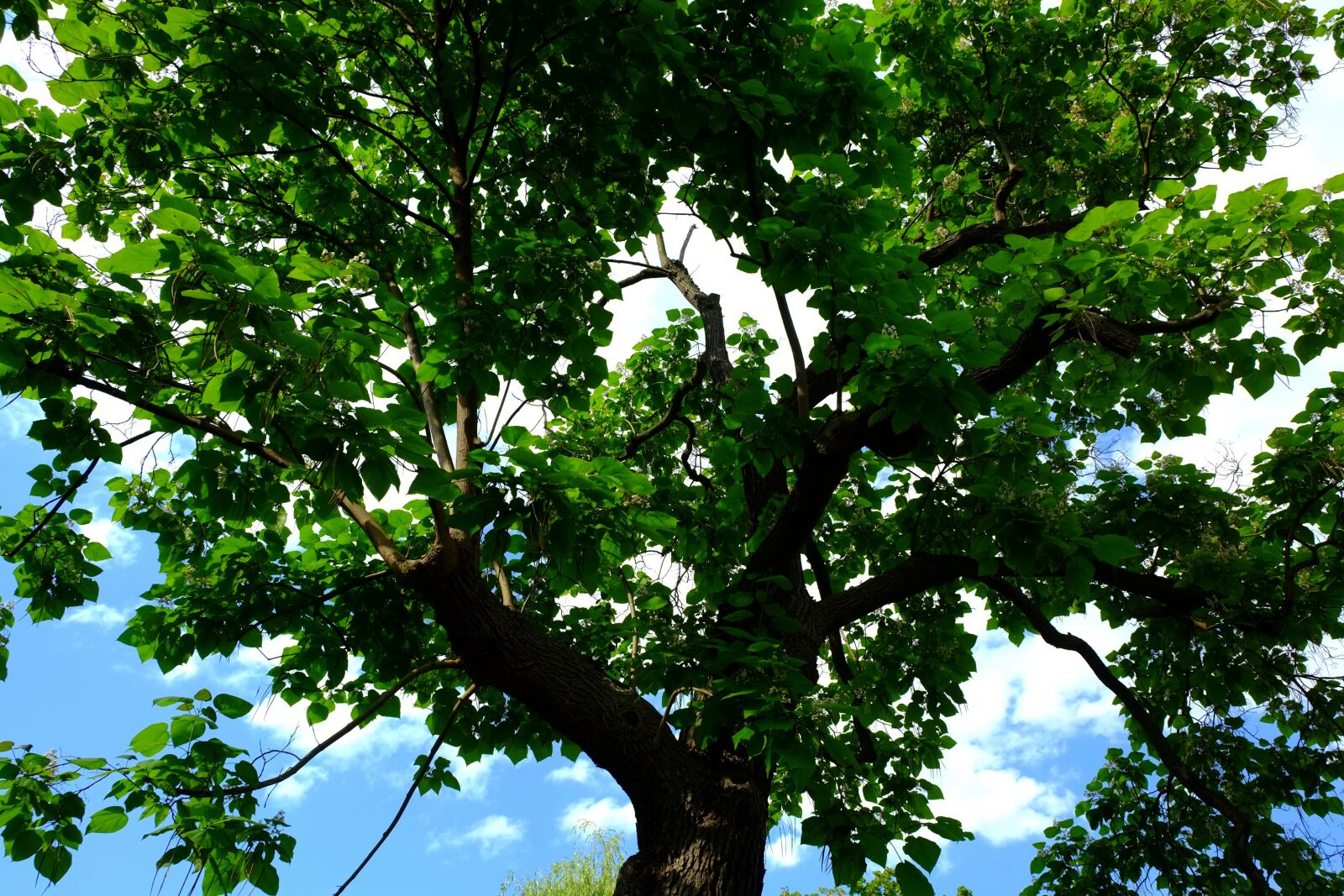 Fujifilm X-E1 sample photo. Crown, tree, nature photography