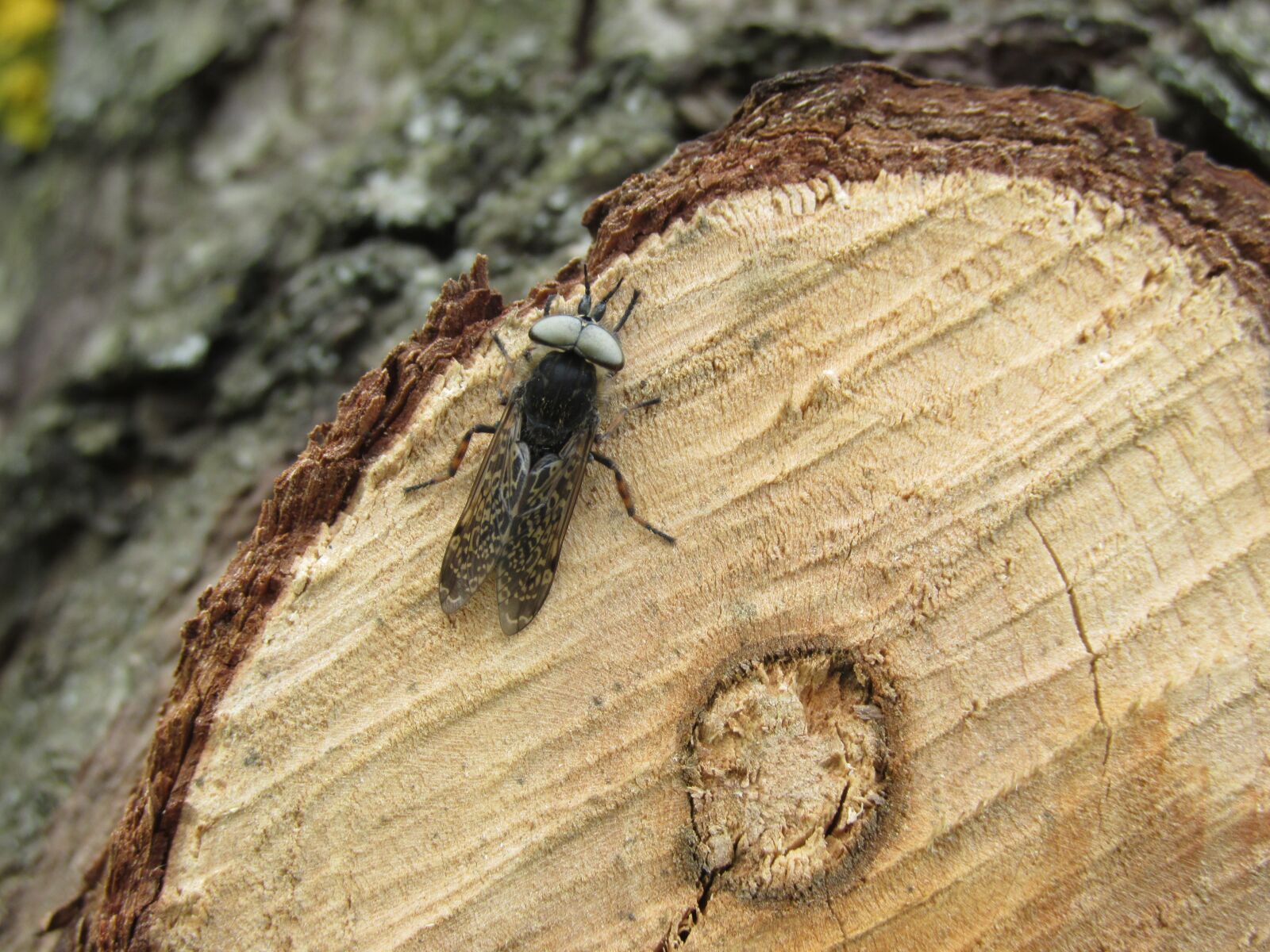 Canon PowerShot SX160 IS sample photo. Insect, brake, tree photography