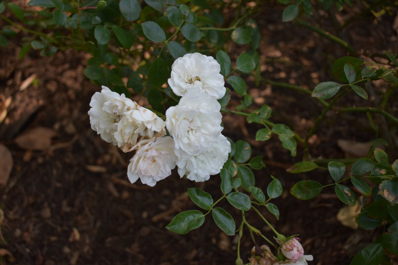 Nikon D3400 sample photo. Roses, white, romance photography