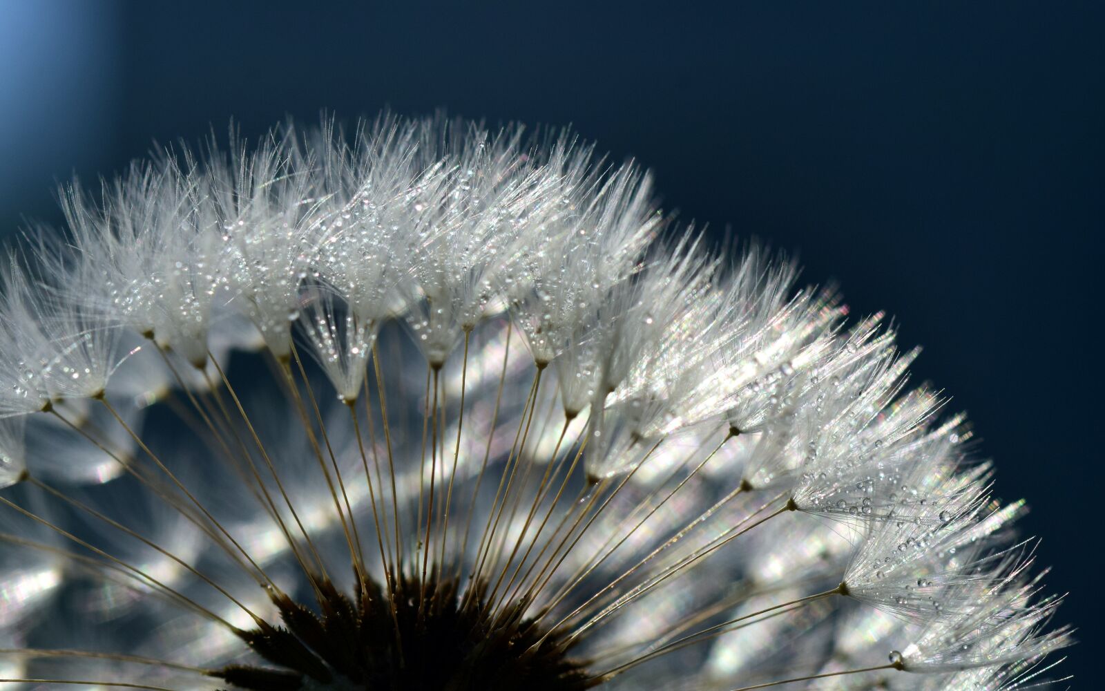Nikon D3300 sample photo. Dandelion, close up, common photography