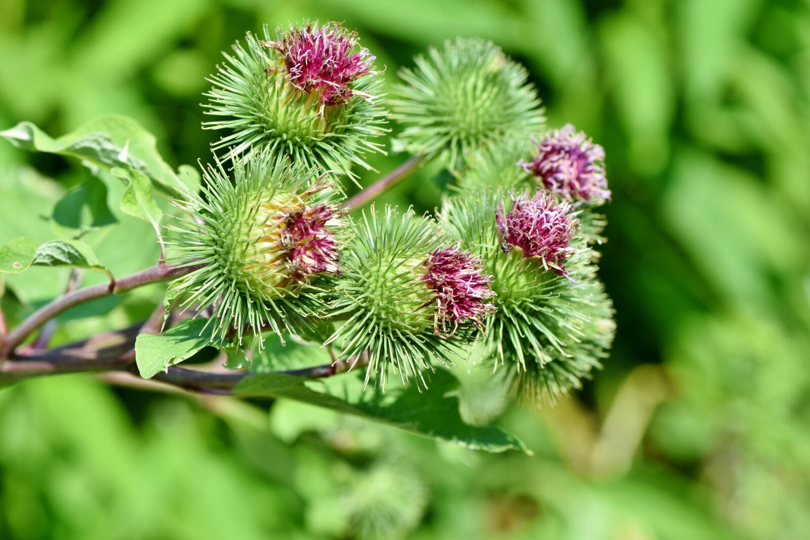 Nikon D7200 sample photo. Great burdock, burdock, arctium photography