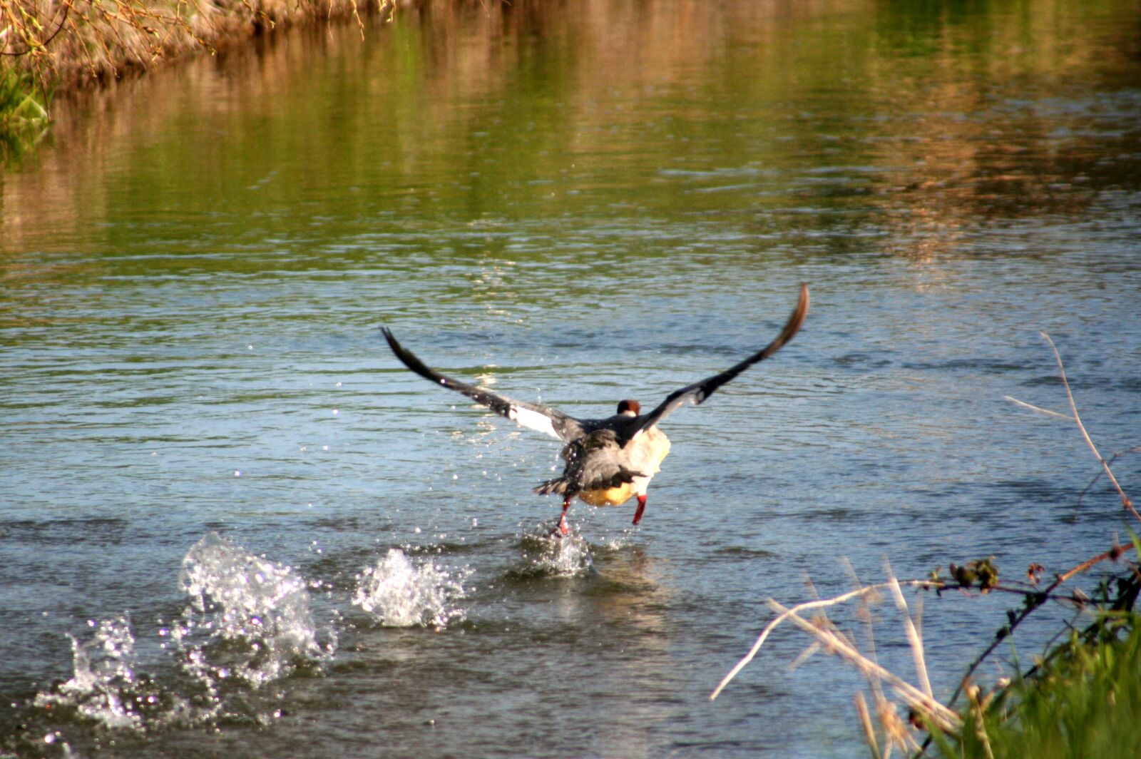 Canon EOS 350D (EOS Digital Rebel XT / EOS Kiss Digital N) sample photo. Duck, bird, common merganser photography