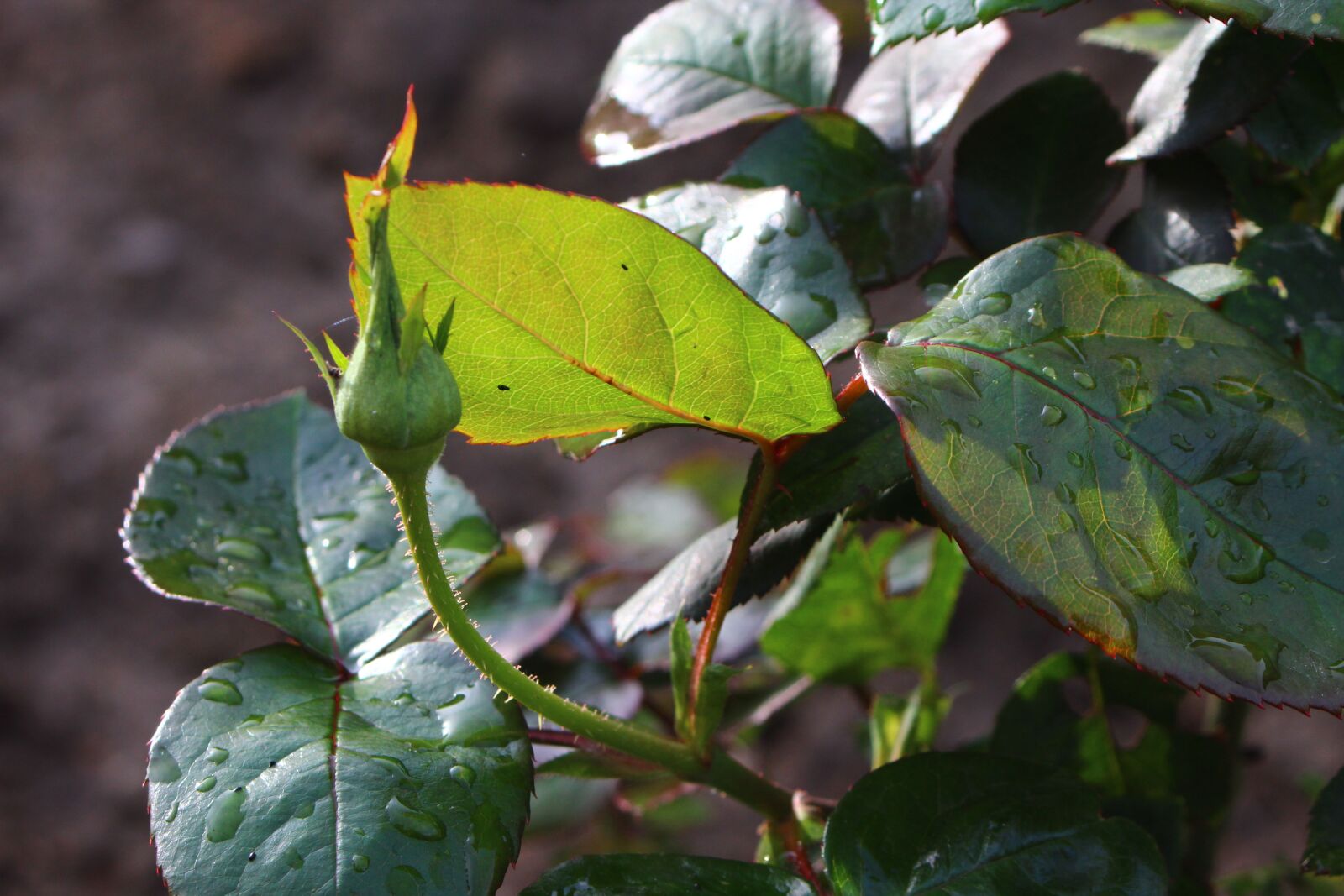 Canon EOS 600D (Rebel EOS T3i / EOS Kiss X5) + Canon EF 28-80mm f/3.5-5.6 sample photo. Rose, bud, green photography