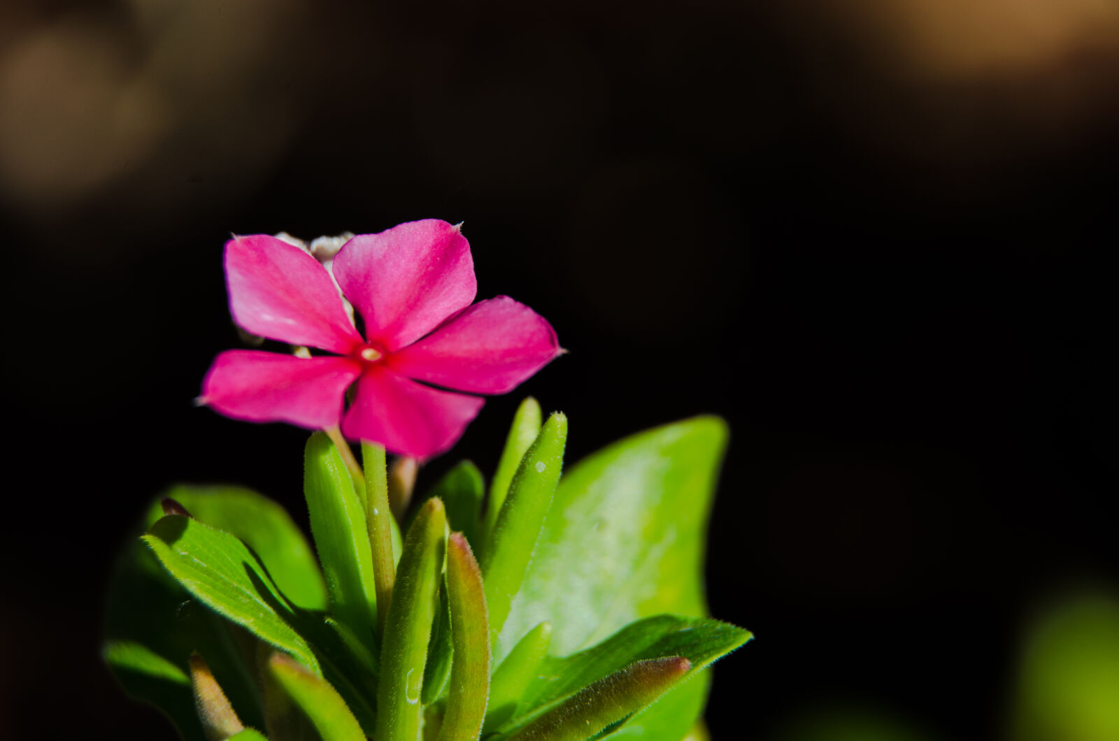 Nikon D5100 sample photo
