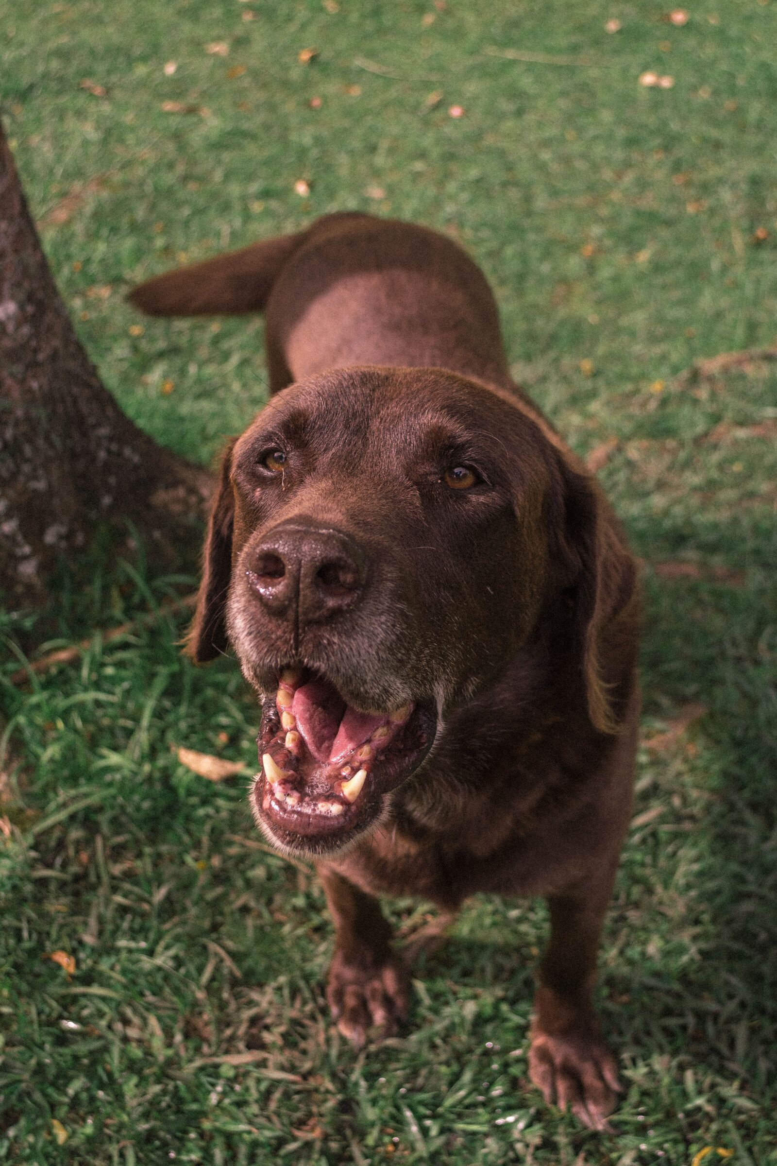 Nikon D5200 sample photo. Dog, happy, pet photography