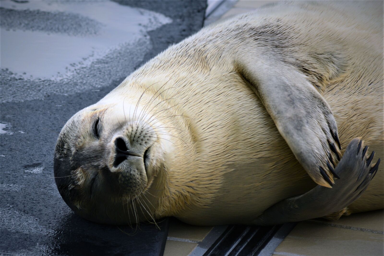 Nikon D5200 sample photo. Robbe, seal, howler photography