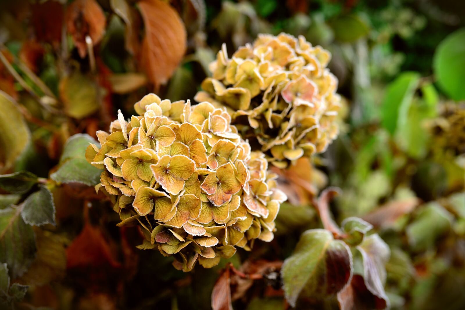 Nikon D610 sample photo. Hydrangea, flower garden, hoarfrost photography