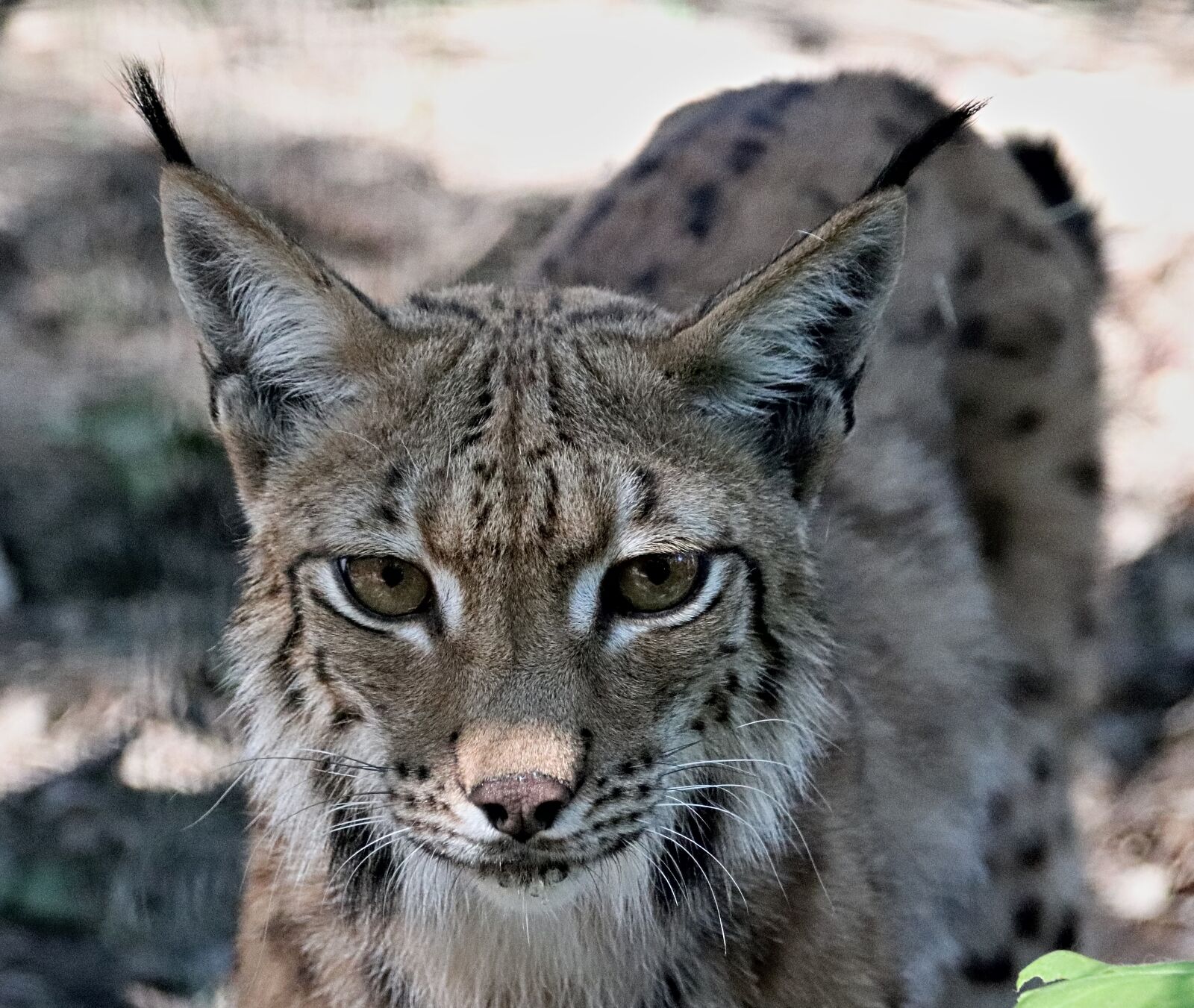 Canon EOS 77D (EOS 9000D / EOS 770D) sample photo. Feature, beast, feline photography