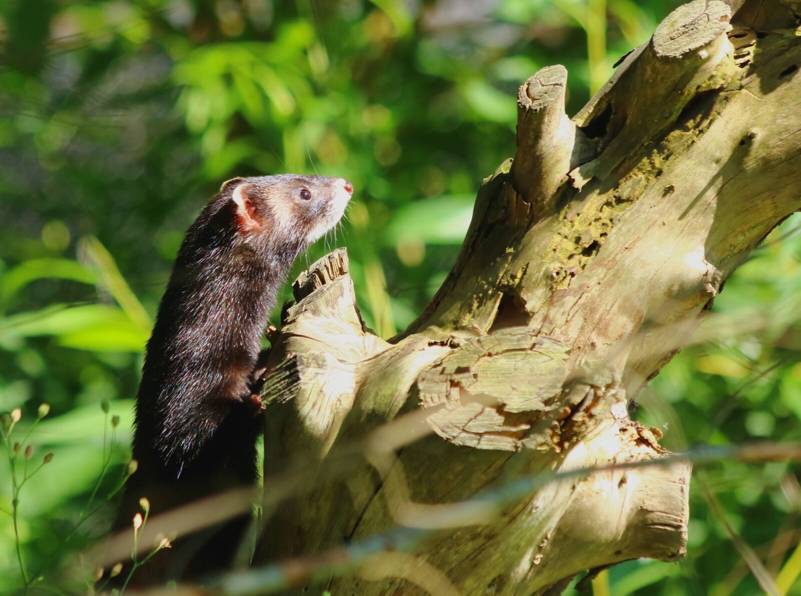Canon EF 70-300mm F4-5.6 IS USM sample photo. Iltis, marten, nature photography