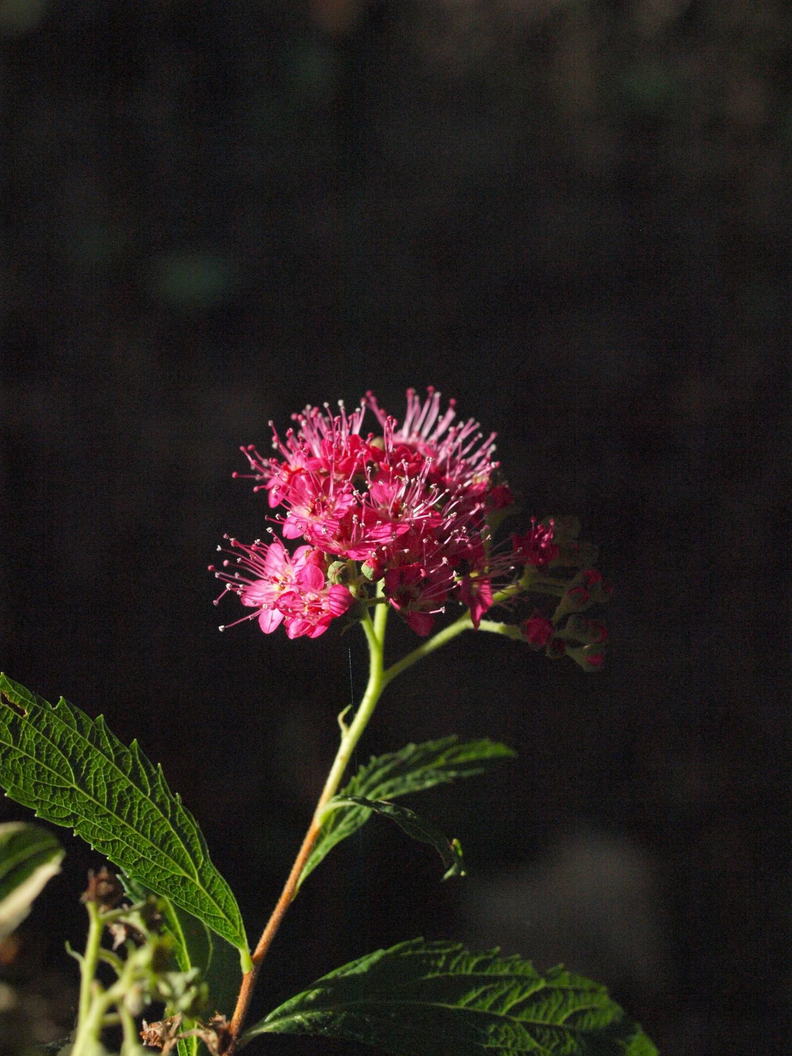 Olympus E-450 (EVOLT E-450) sample photo. Spiere, bush, blossom photography