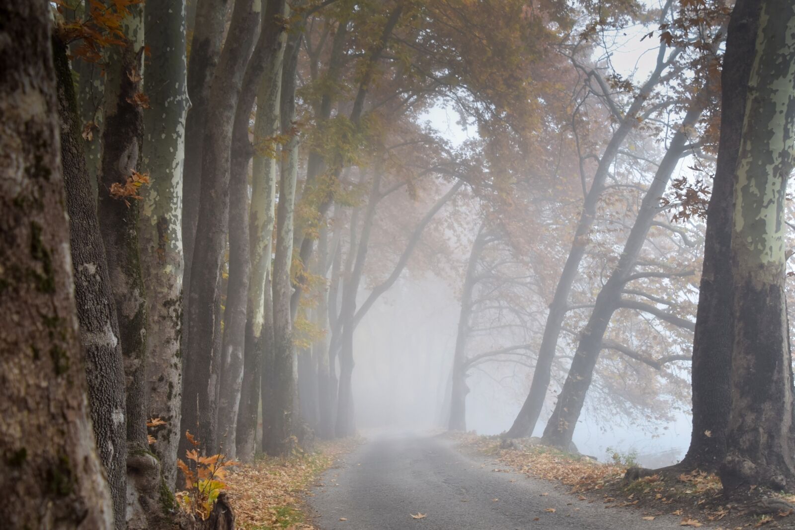 Nikon D5300 sample photo. Fog, trees, path photography
