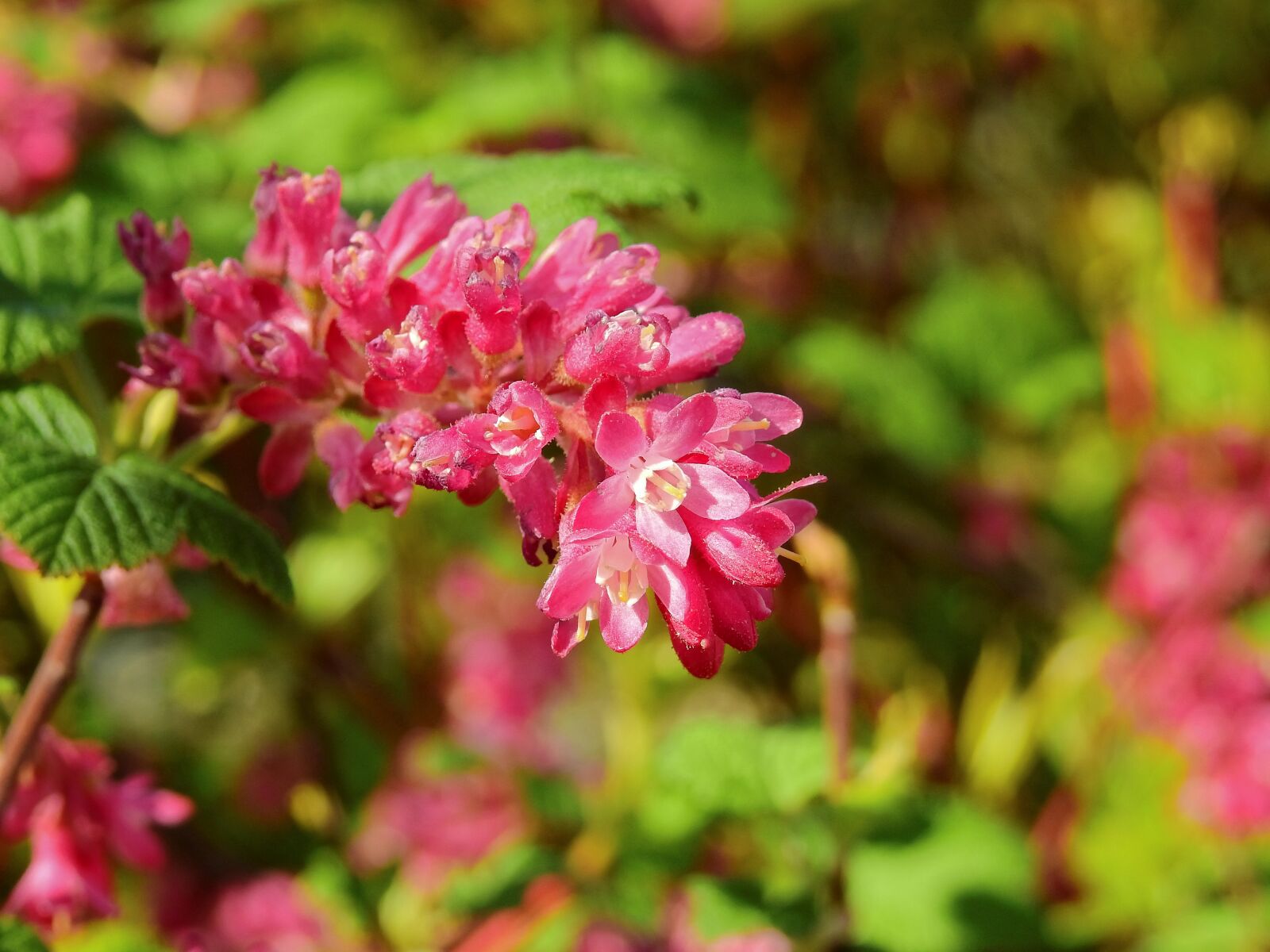 Nikon Coolpix P900 sample photo. Flower, blossom, bloom photography