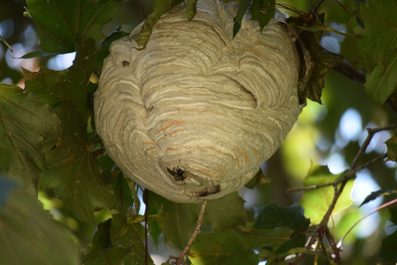 Nikon D3300 sample photo. Nest, bees, hive photography