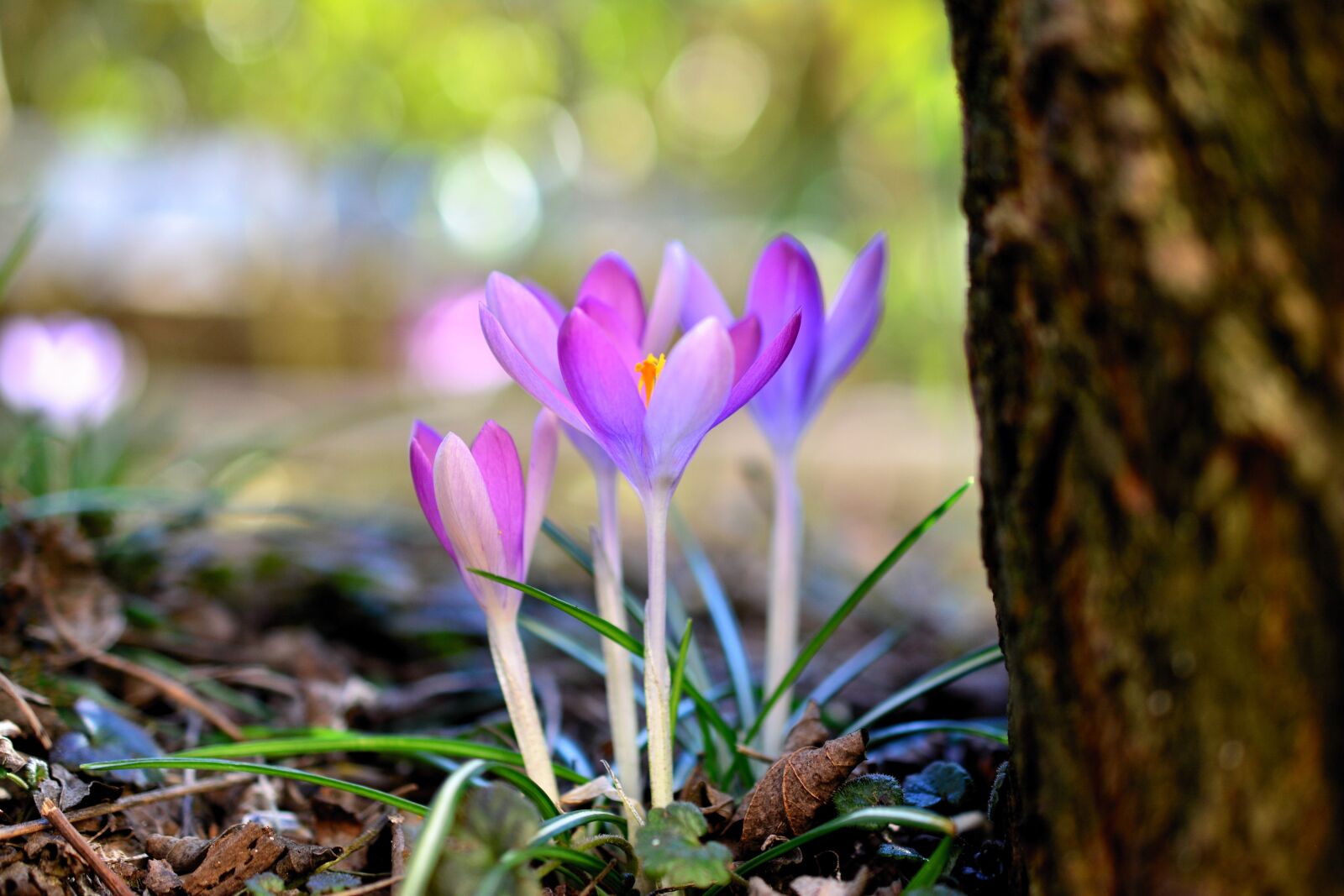 Nikon D5200 sample photo. Crocus, early bloomer, spring photography