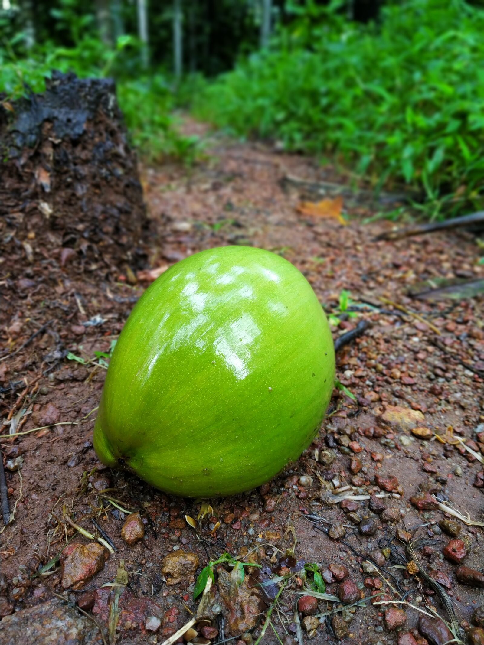 Xiaomi Redmi Note 5 Pro sample photo. Coconut, tender coconut, green photography