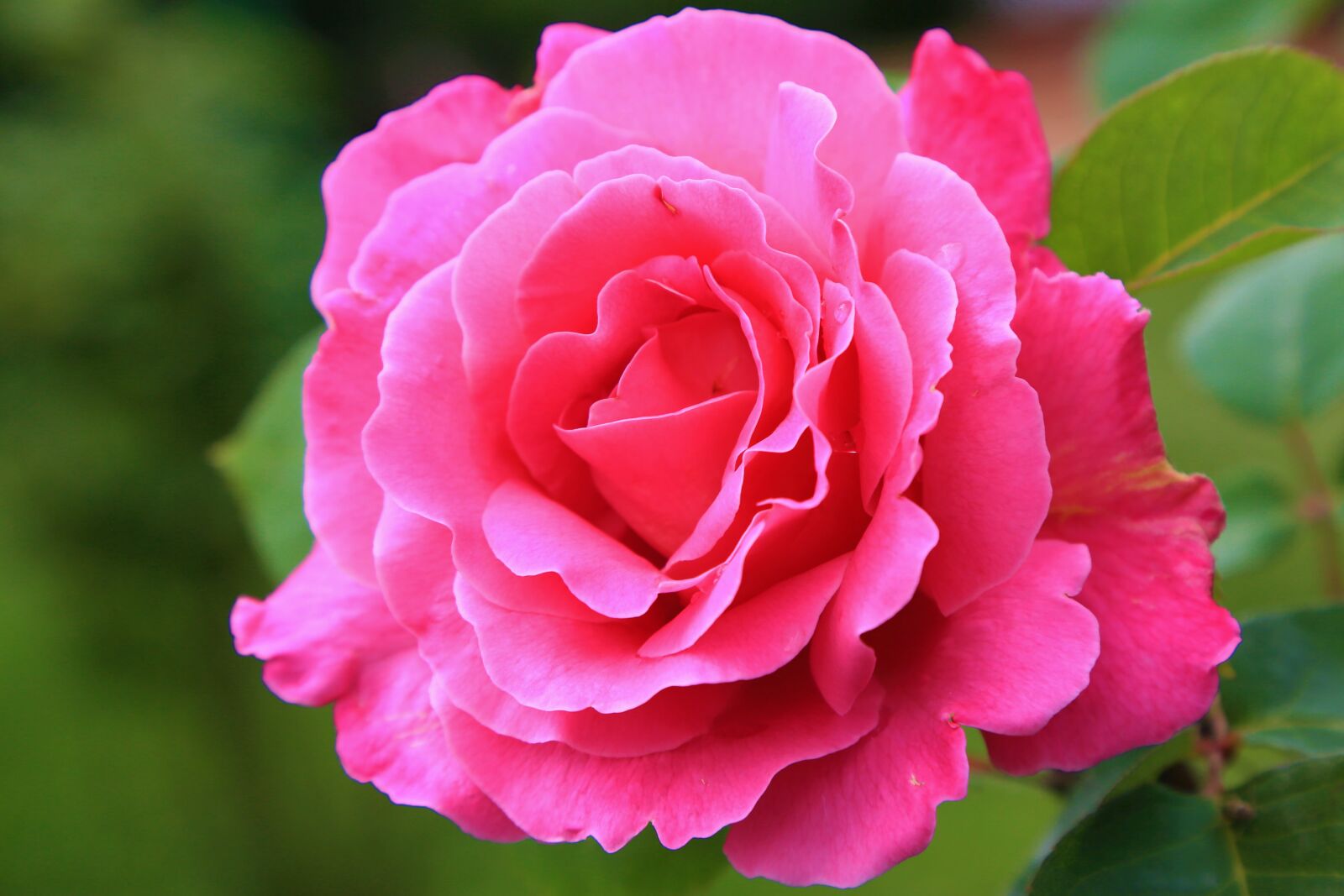 Canon EF 24-105mm F4L IS USM sample photo. Rose, nature, spring photography