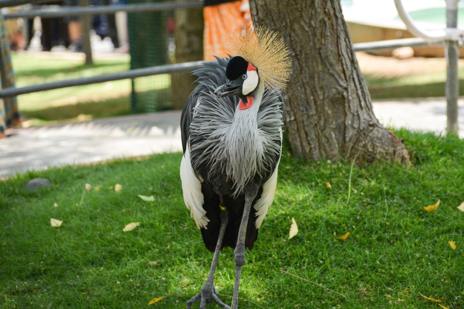 Nikon D5200 sample photo. Crane, crowned, bird photography