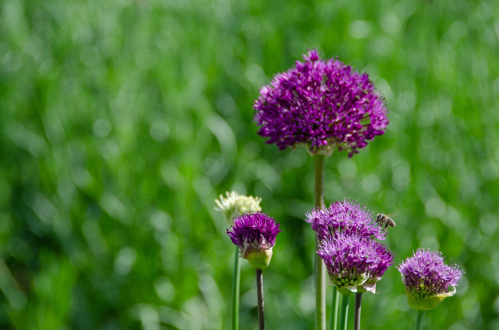 Nikon D7000 sample photo. Ornamental onion, allium, purple photography