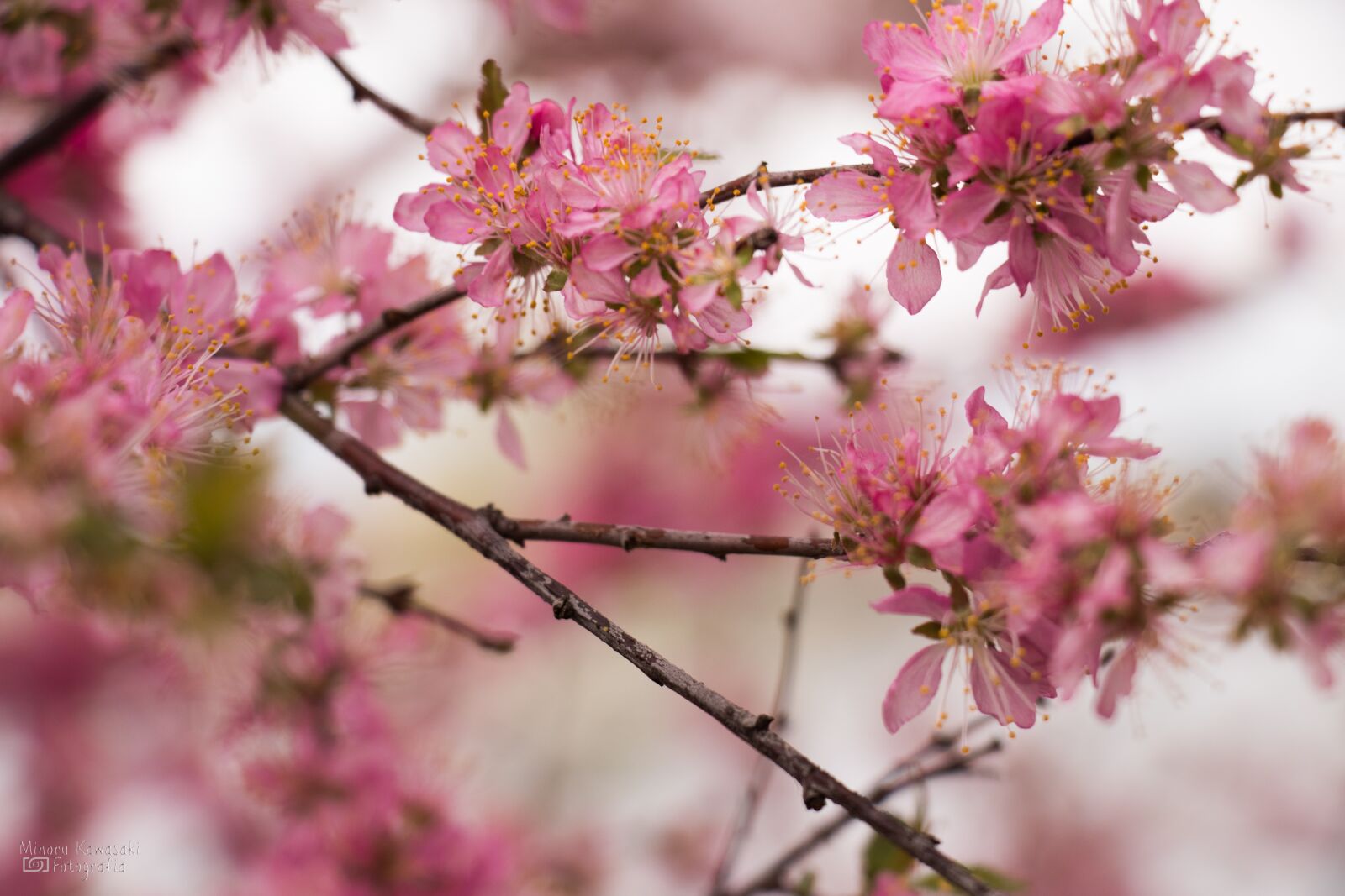 Canon EF-S 18-135mm F3.5-5.6 IS USM sample photo. Cherry, japan, natural photography