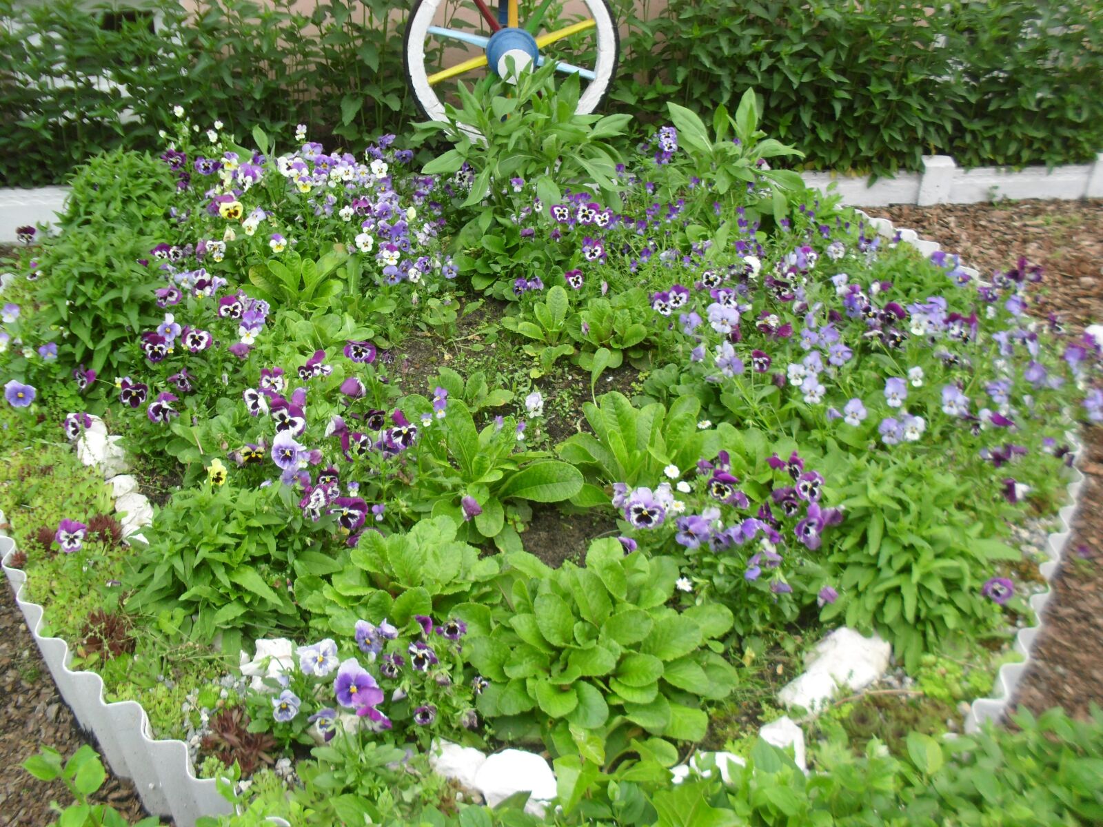 Samsung ES60 / VLUU ES60 /  SL105 /  ES63 sample photo. Garden, pansies, plants photography