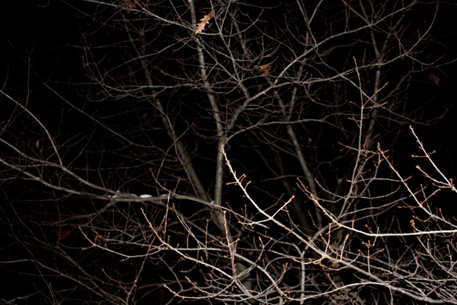Canon EOS 1200D (EOS Rebel T5 / EOS Kiss X70 / EOS Hi) sample photo. Dark, tree, sky photography