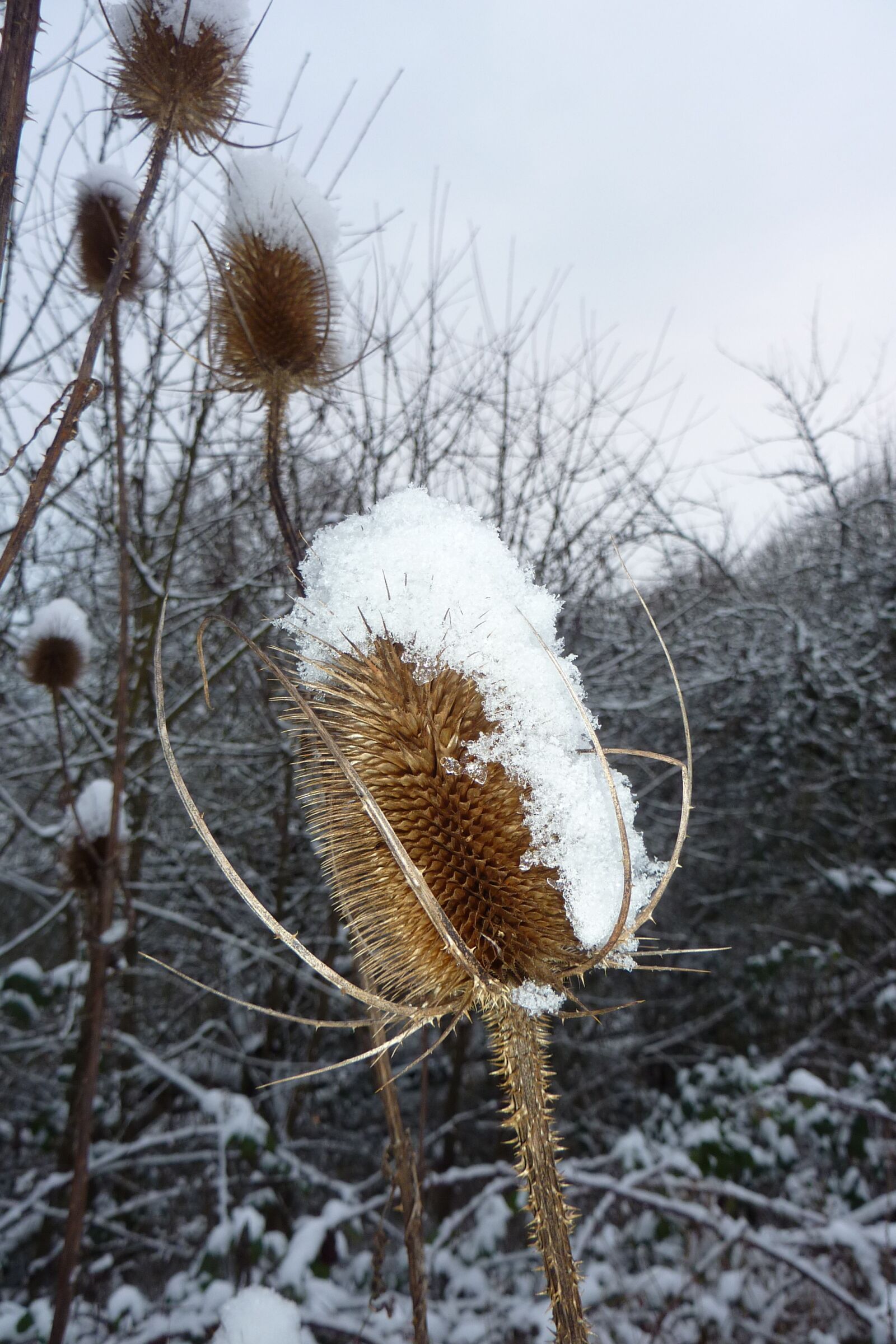 Panasonic DMC-TZ7 sample photo. Plant, snow, ice photography
