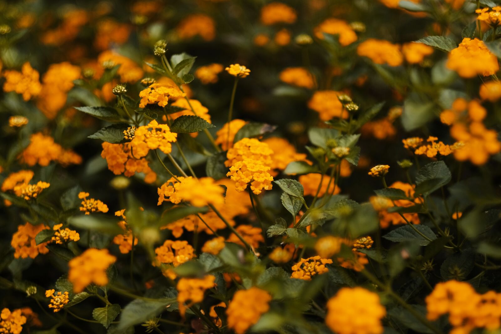 Fujifilm X-H1 + Fujifilm XF 56mm F1.2 R sample photo. Flowers, yellow, nature photography