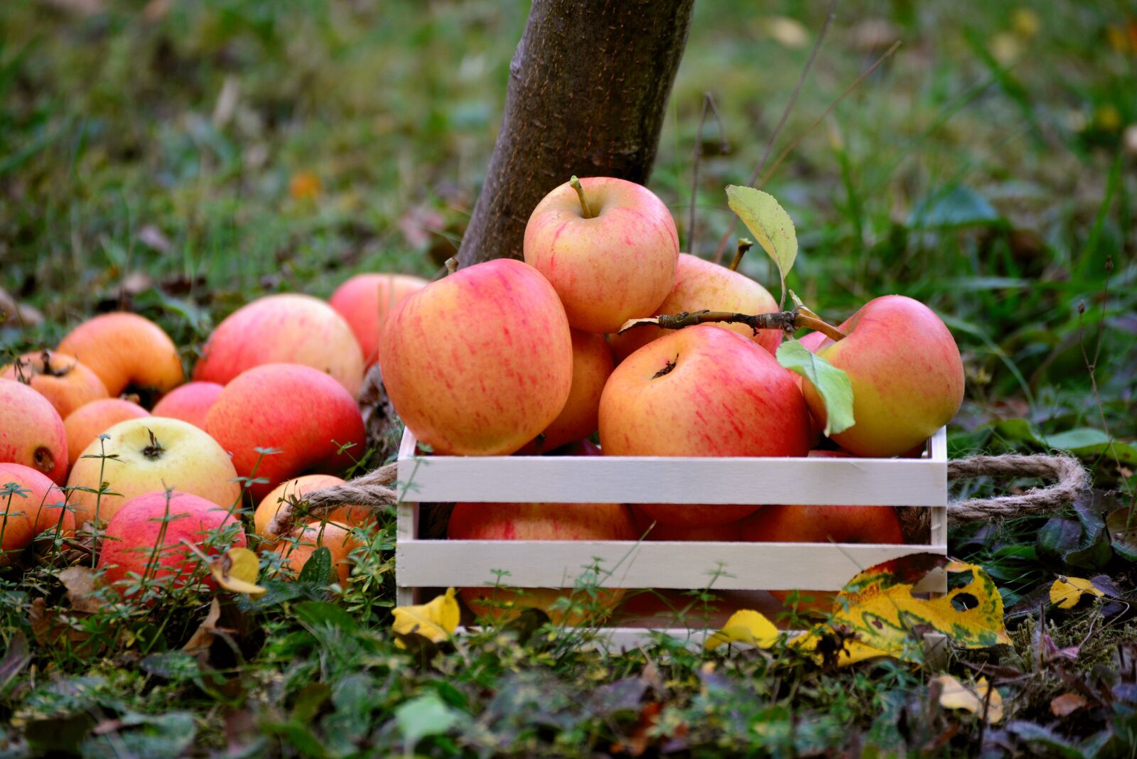 Nikon D610 sample photo. Apple, fruit, orchard photography