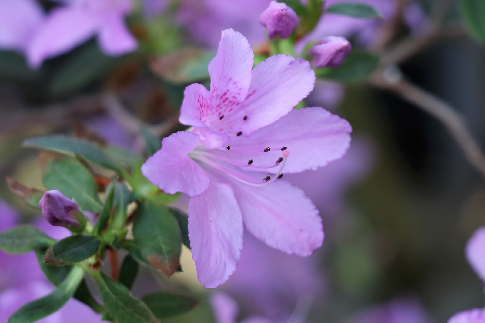 Canon EOS 77D (EOS 9000D / EOS 770D) sample photo. Flower, azalea, lilac photography