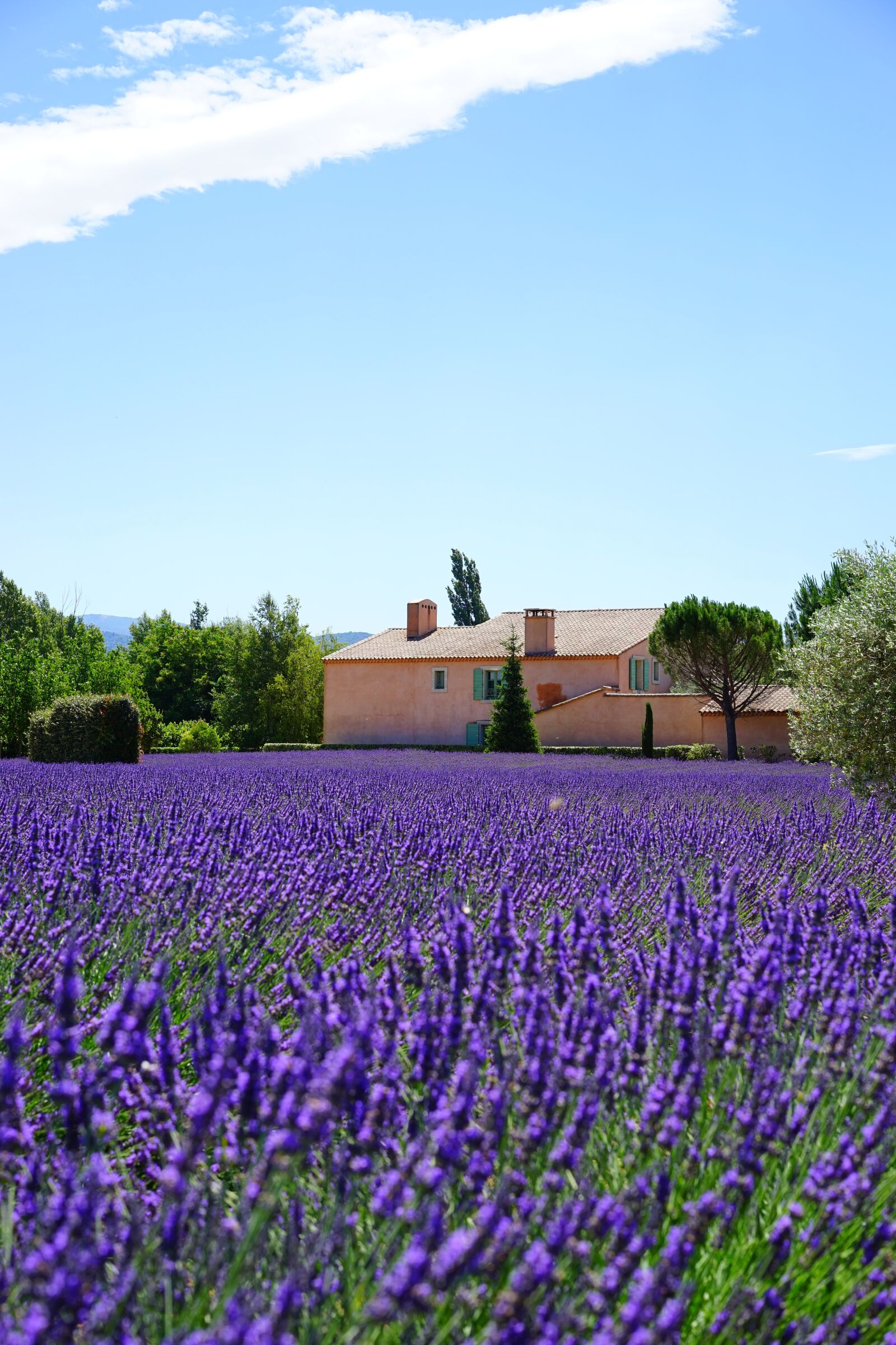 Sony a7 + Sony Sonnar T* FE 55mm F1.8 ZA sample photo. Lavender, estate, property photography